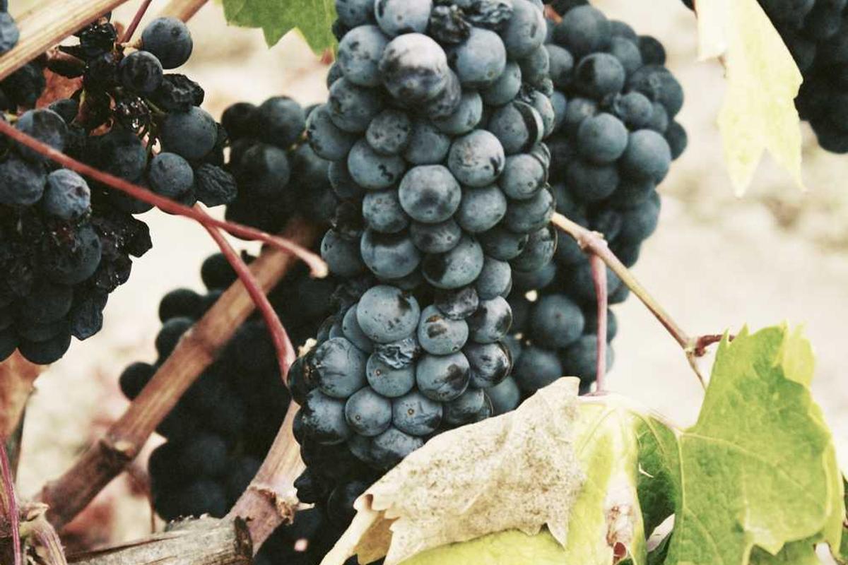 Lindbergh, Earhart, and other aviation pioneers